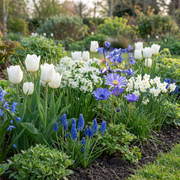 Blauwe bloembollen mix, Bulb Garden Blue, foto 2