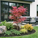 Acer palmatum Phoenix, plant in pot