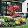 Acer palmatum Phoenix