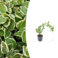 Productafbeelding van Pureplant