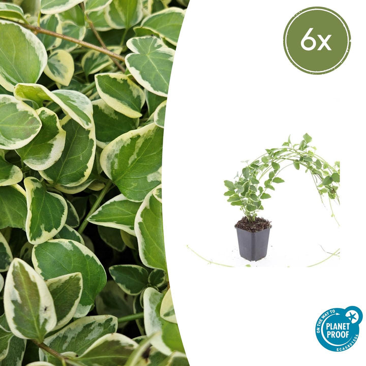 6x Vinca major &