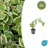 6x Vinca major 'Variegata'
