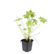 Geranium macrorrhizum