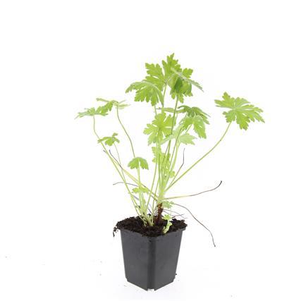 Geranium macrorrhizum, kenmerkend blad