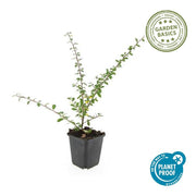 Cotoneaster suec. &