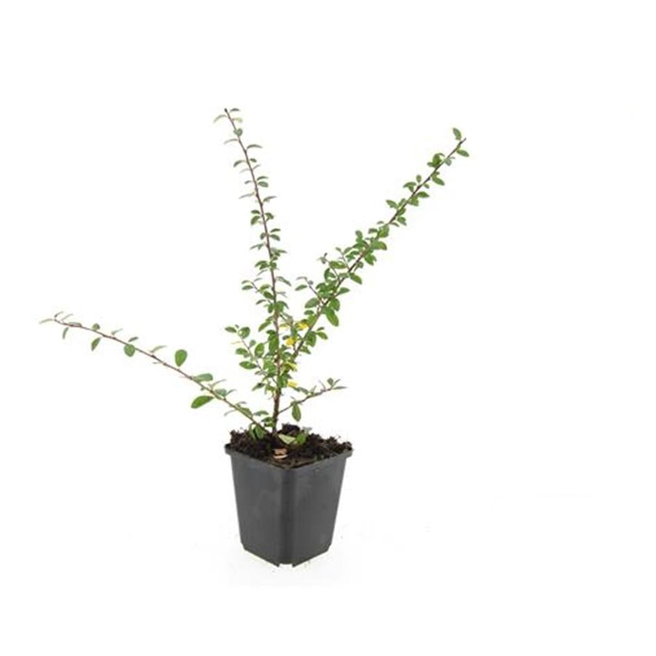 Cotoneaster suec. 'Coral Beauty', detail van het blad