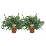Phlebodium Blue Star - 2 stuks