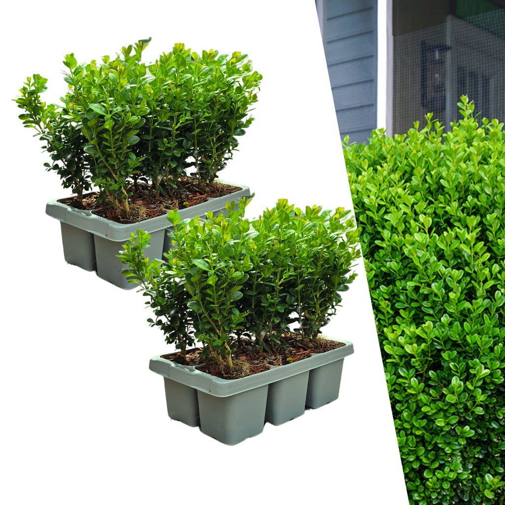 Buxus NewGen Freedom, groenblijvend, 2 sets van 6, 12 stuks, detail van het blad