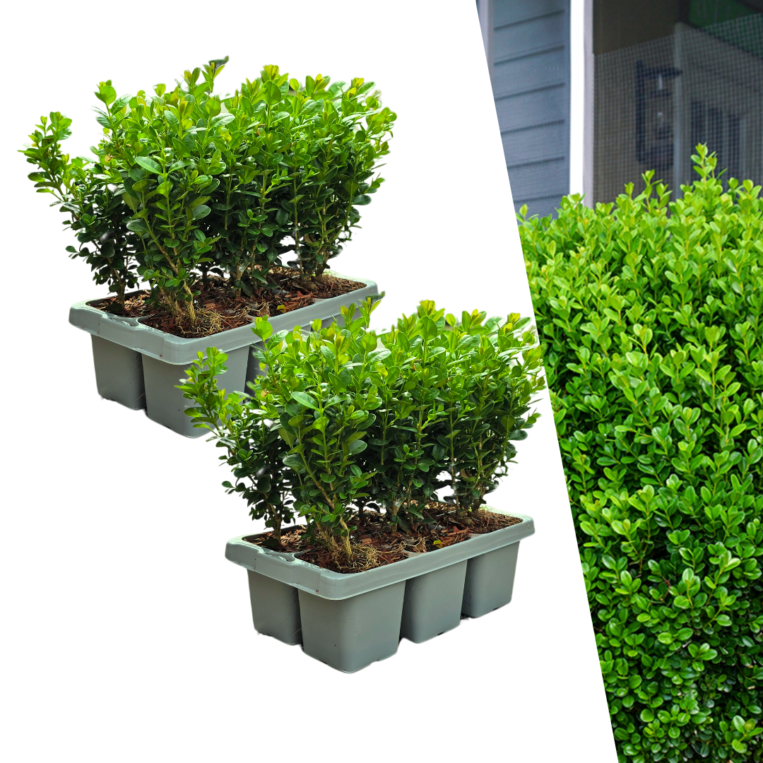 Buxus NewGen Freedom, groenblijvend, 2 sets van 6, 12 stuks, detail van het blad