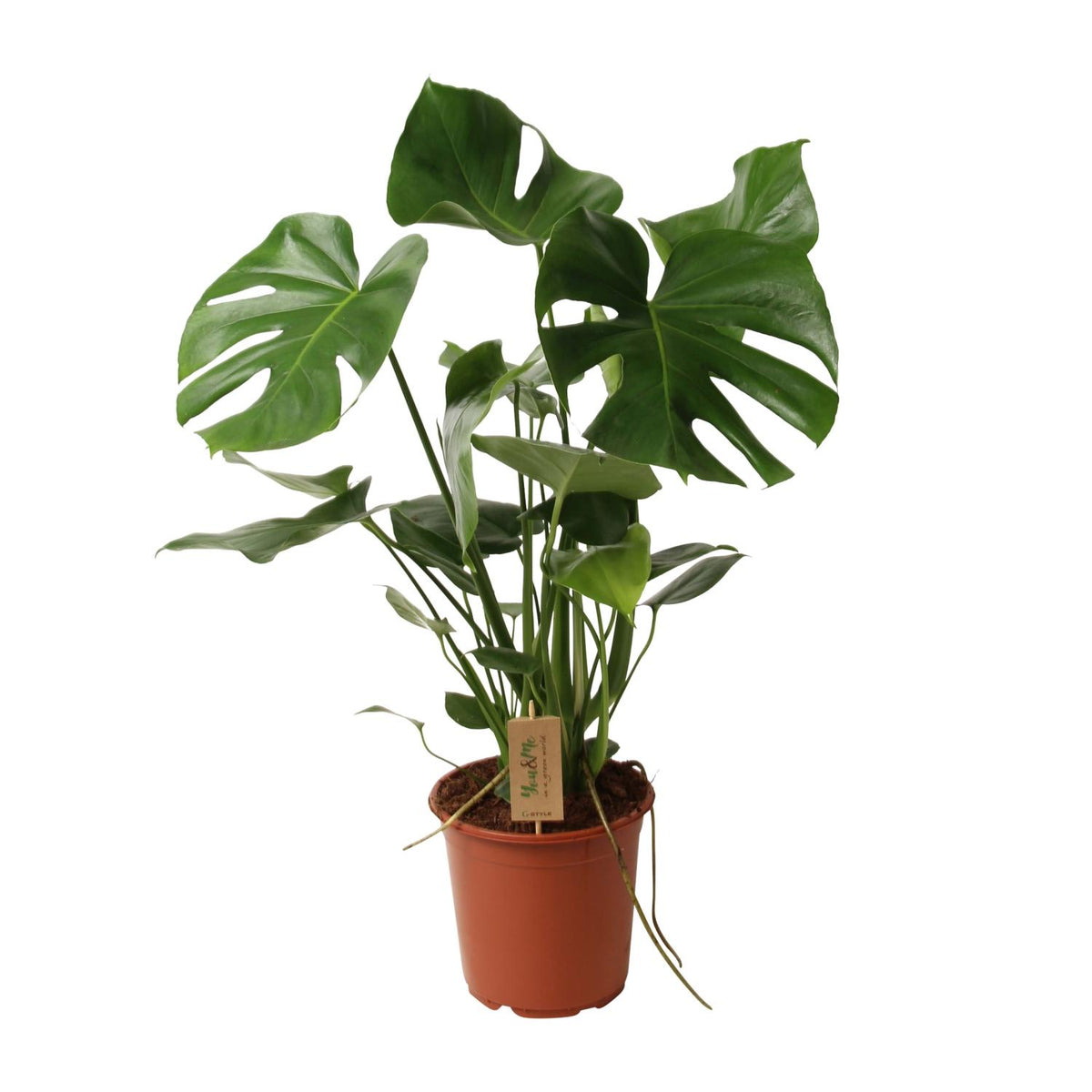 Detailfoto van Monstera Deliciosa