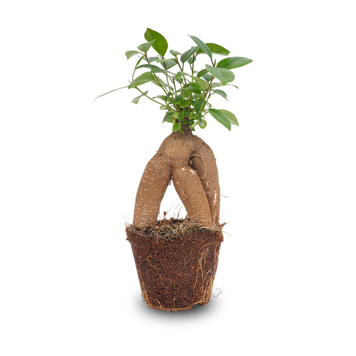 Ficus microcarpa 'Ginseng', bonsai met dikke wortelstam, groene bladeren