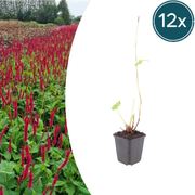 12x Persicaria a. &