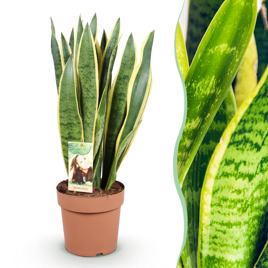 Sansevieria Laurentii, detail van het blad