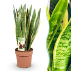 Sansevieria Laurentii, detail van het blad