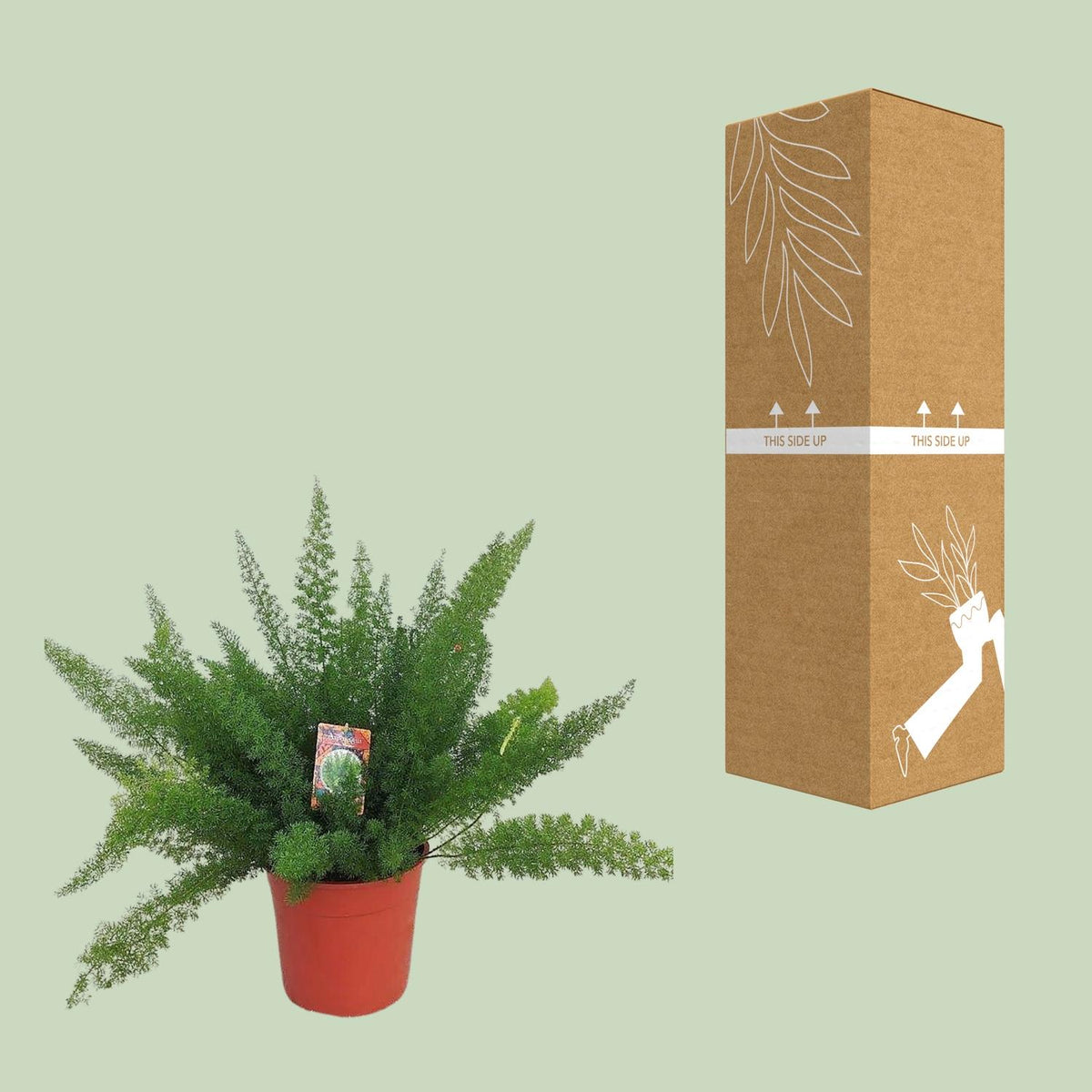 Asparagus D. Meyers, groeiwijze van de plant