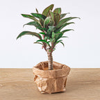 Cordyline 'Purple Compacta', mini-palm voor terrarium, detail van het blad