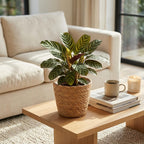Ctenanthe Burle Marxii - Visgraatplant met mand, compacte kamerplant