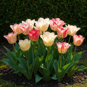 Tulp Hemisphere mix