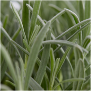 Lavendel angustifolia, 15 cm hoog