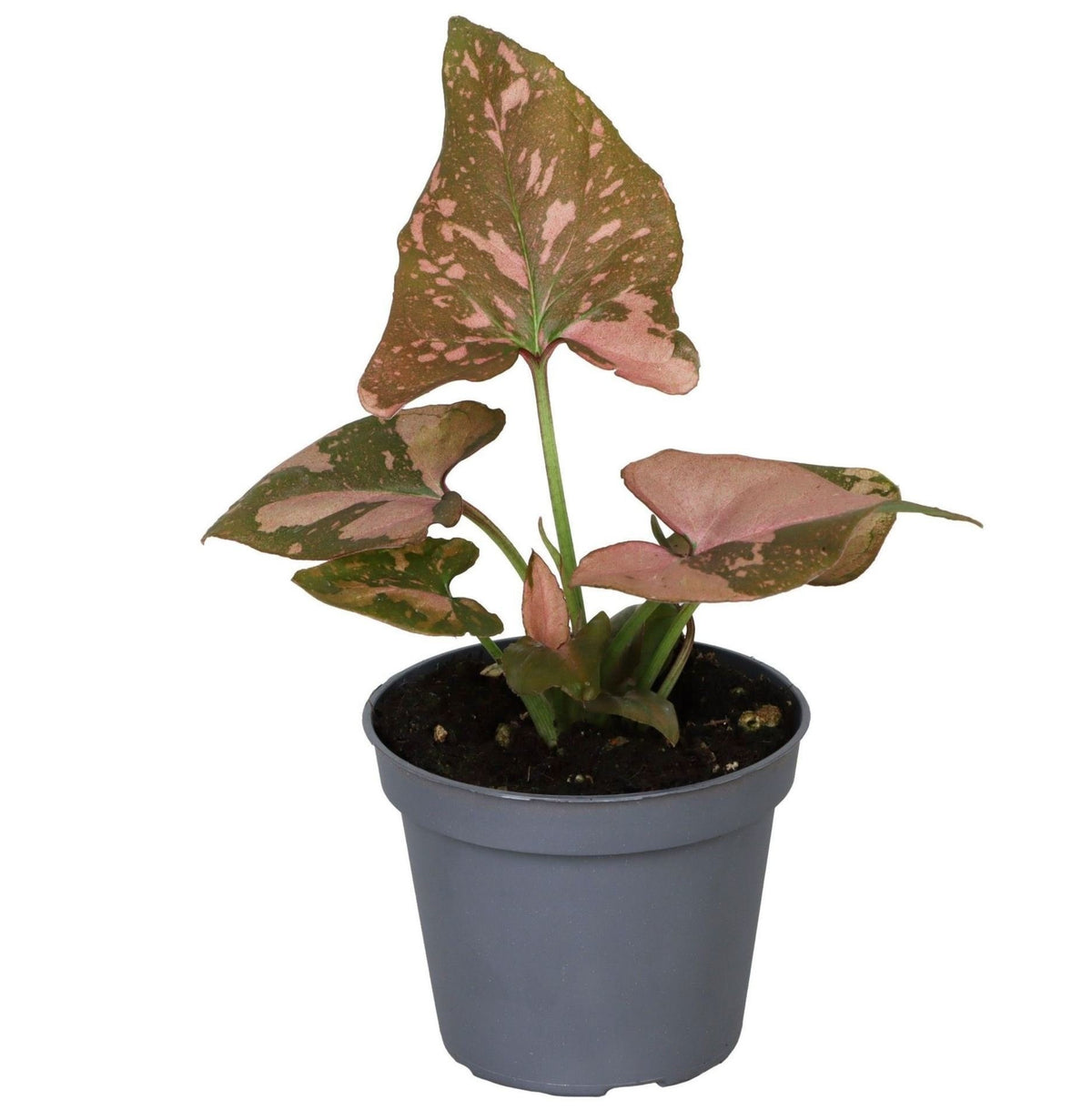 Syngonium 'Pink Splash', groen-roze, babyplant 6 cm, plant in pot