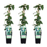 3x - Lonicera japonica 'Halliana'