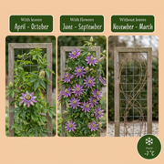 Passiflora &