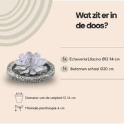 ROOTLESS Succulent Echeveria Lilacina in schaal &