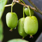 Kiwi, plant in pot