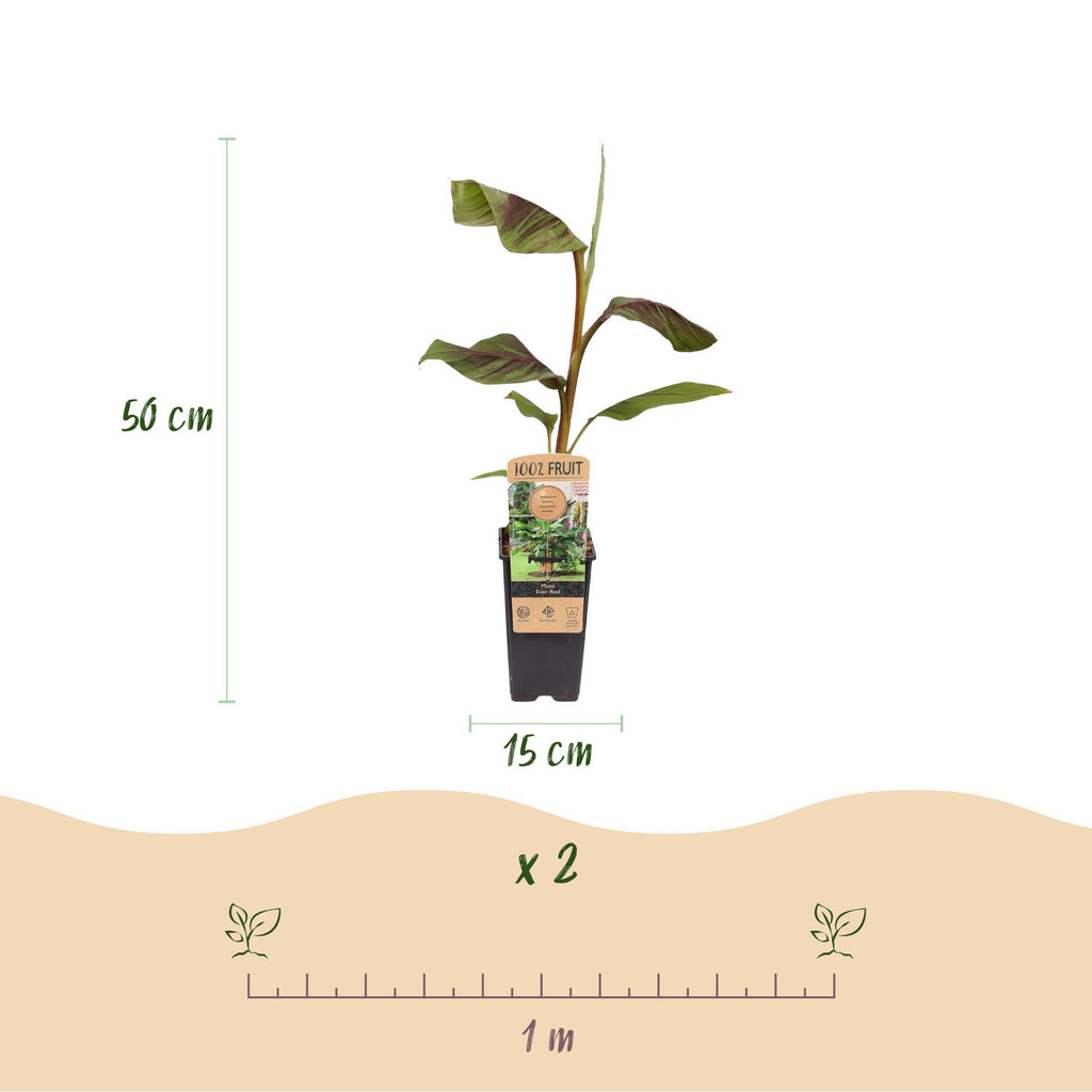 Productafbeelding van Pureplant