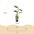 Productafbeelding van Pureplant
