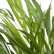 Dypsis lutescens, areca goudpalm, 60 cm hoog