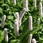 Persicaria bistorta 'Superba', kenmerkend blad
