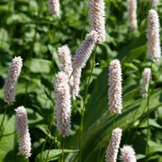 Persicaria bistorta &