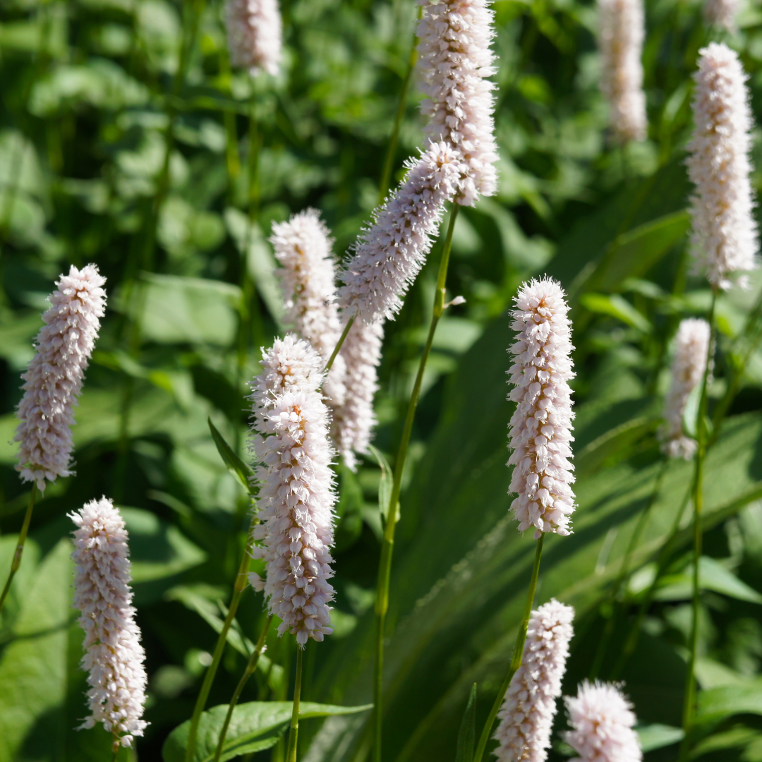 Persicaria bistorta 'Superba', kenmerkend blad