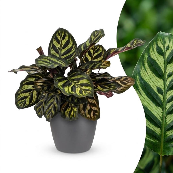 Calathea Makoyana - Pauwenplant met grijze pot