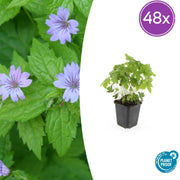 Geranium nodosum