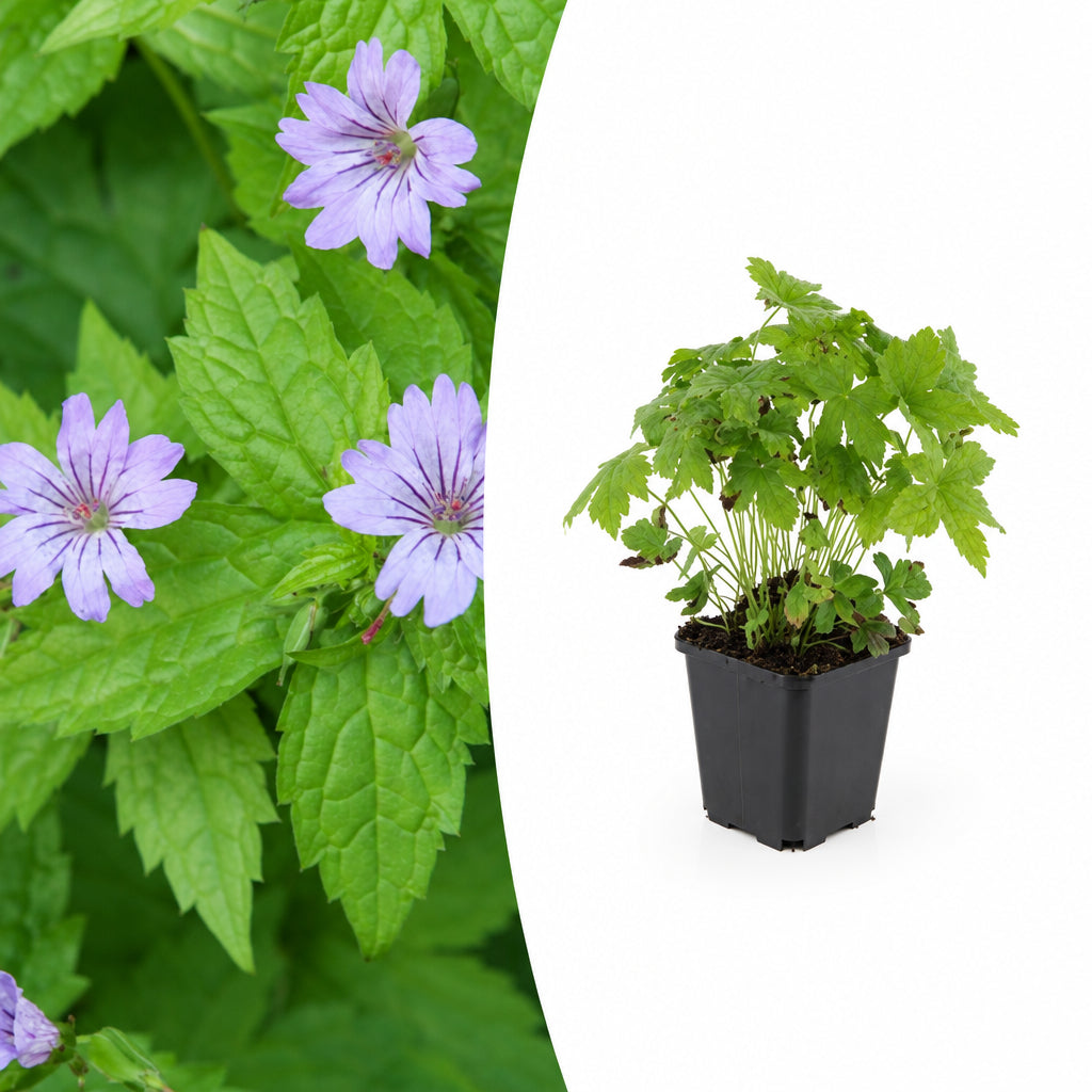 Geranium nodosum, detail van het blad