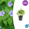 Geranium nodosum
