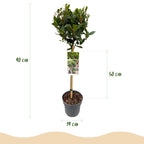 Laurus nobilis, groene bladeren