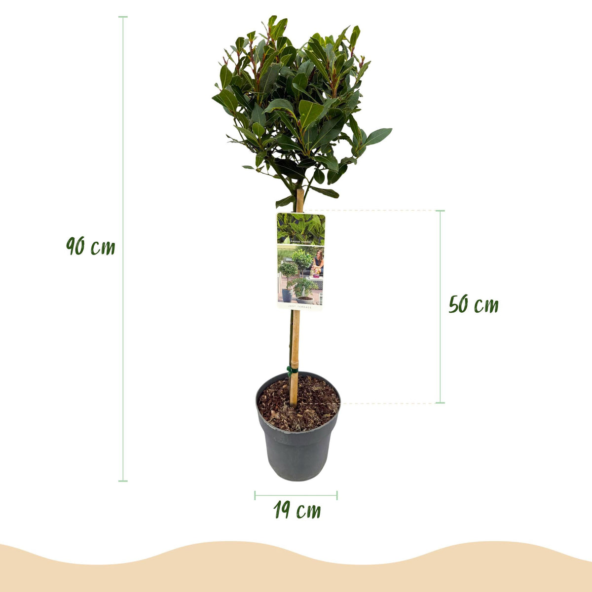 Laurus nobilis, groene bladeren