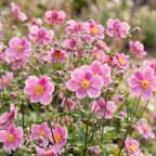 Herfst anemoon hup. Splendens, met donker roze bloemen, detail van het blad