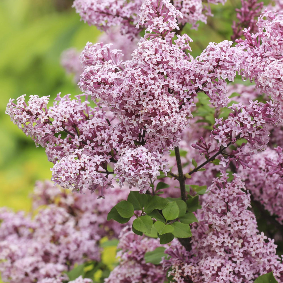Syringa meyeri Palibin, groeiwijze van de plant
