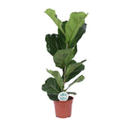 Ficus Lyrata, plant in pot