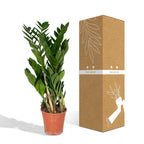 Detailfoto van ZZ-plant Zamioculcas zamiifolia, glanzend blad, 70 cm hoog