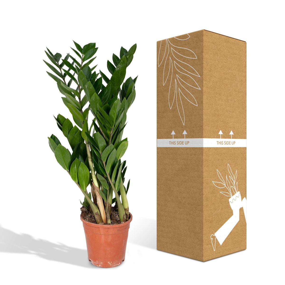 Detailfoto van ZZ-plant Zamioculcas zamiifolia, glanzend blad, 70 cm hoog