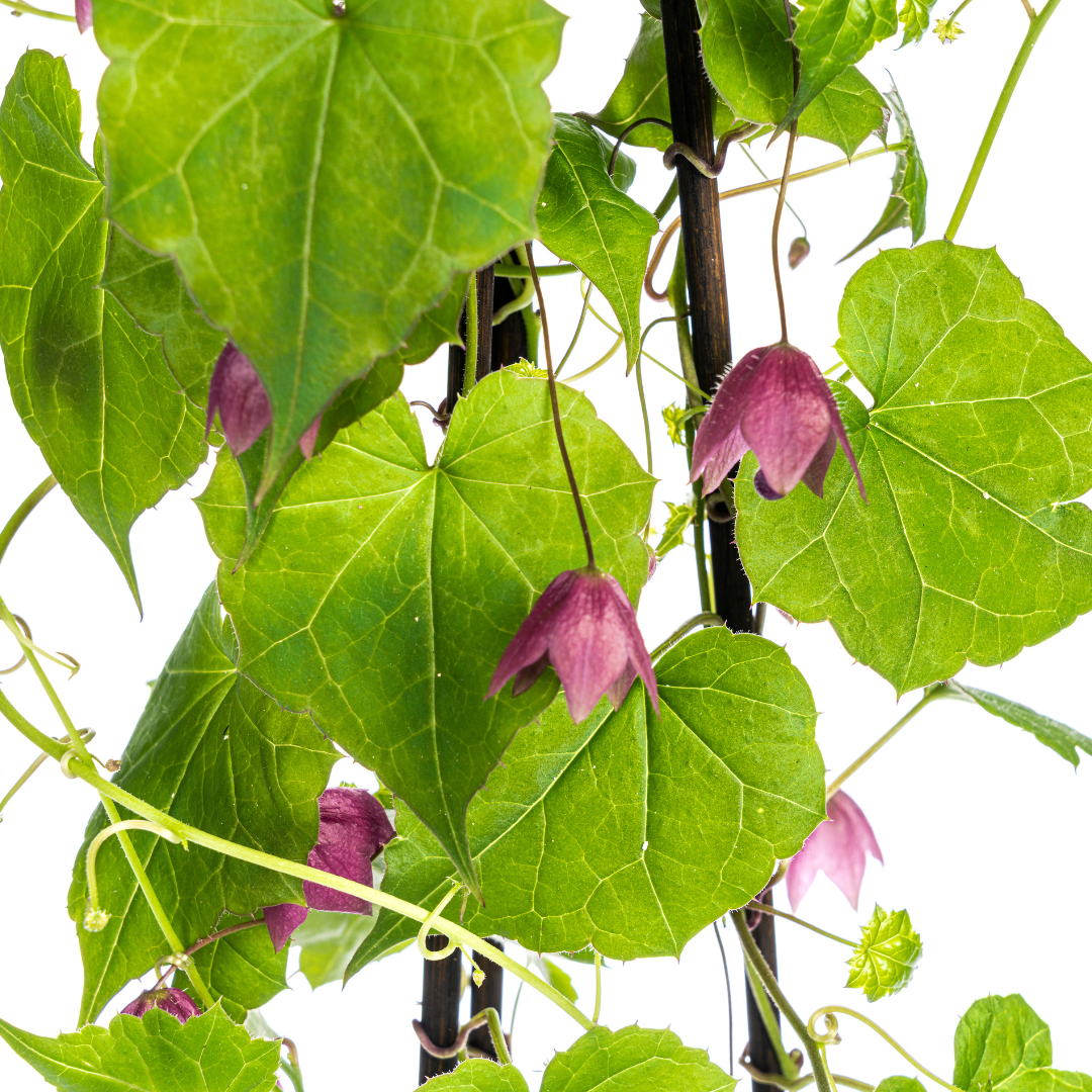 4x Rhodochiton Atrosanguineum Purple Bells, detail van het blad