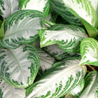 Aglaonema Silver Bay met mand, gezonde plant
