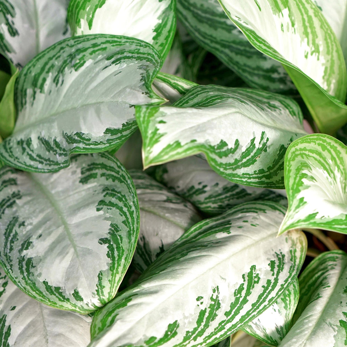 Aglaonema Silver Bay met mand, gezonde plant