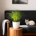 Cyperus alternifolius Zumula met witte pot, in pot
