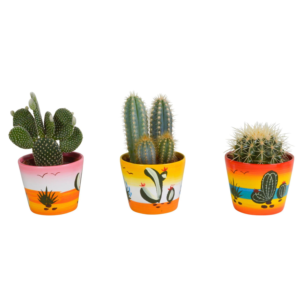 Cactus mix, plant in pot